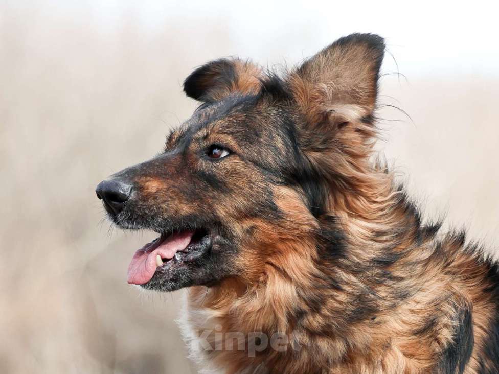 Собаки в Москве: Собака из приюта в добрые руки Девочка, 99 руб. - фото 8