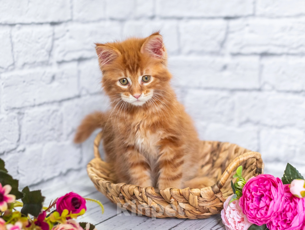 Кошки в Раменском: Муйн кун котятки Мальчик, 50 000 руб. - фото 3