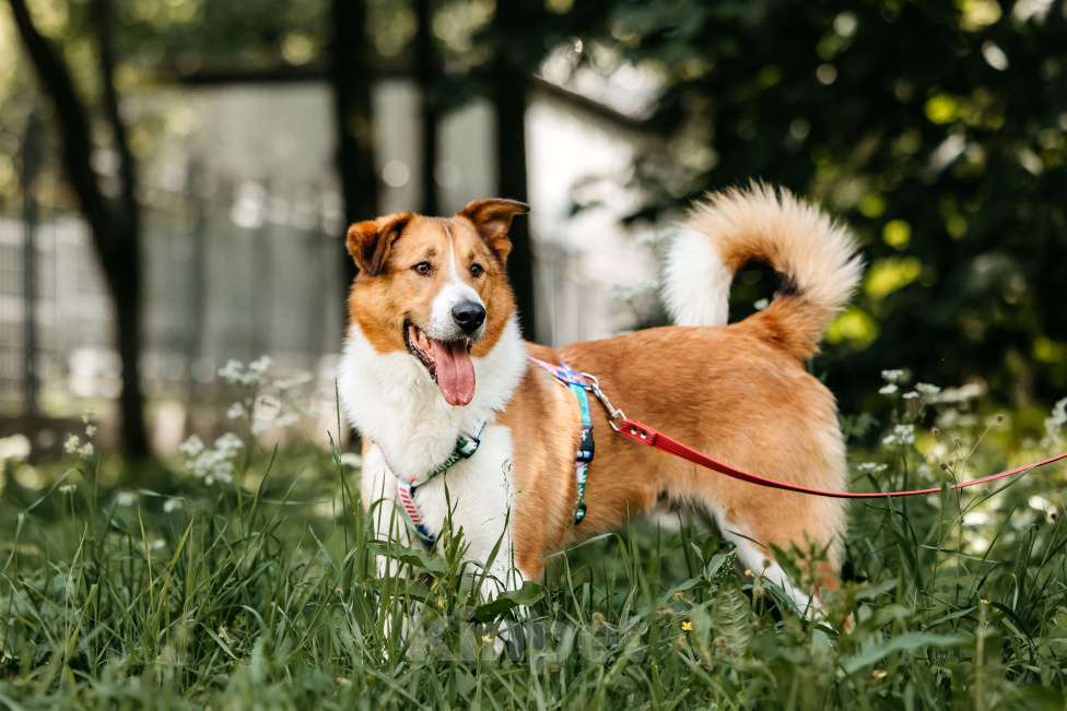 Собаки в Москве: Настоящее солнышко Мальчик, Бесплатно - фото 5