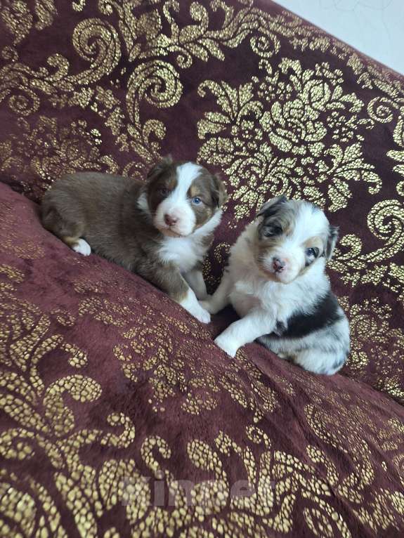 Собаки в Краснодаре: Щенки аусси (австралийской овчарки) Мальчик, 60 000 руб. - фото 1