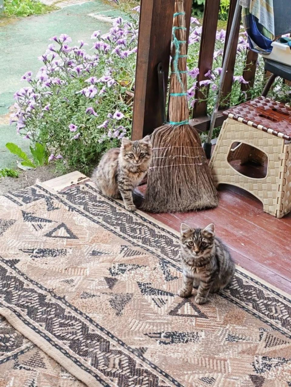 Кошки в других городах Московской области: 2 котенка Мальчик, Бесплатно - фото 1