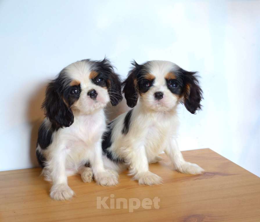 Собаки в Москве: Щенки Кавалер-Кинг-Чарльз Спаниель с документами и прививками Девочка, 55 000 руб. - фото 4