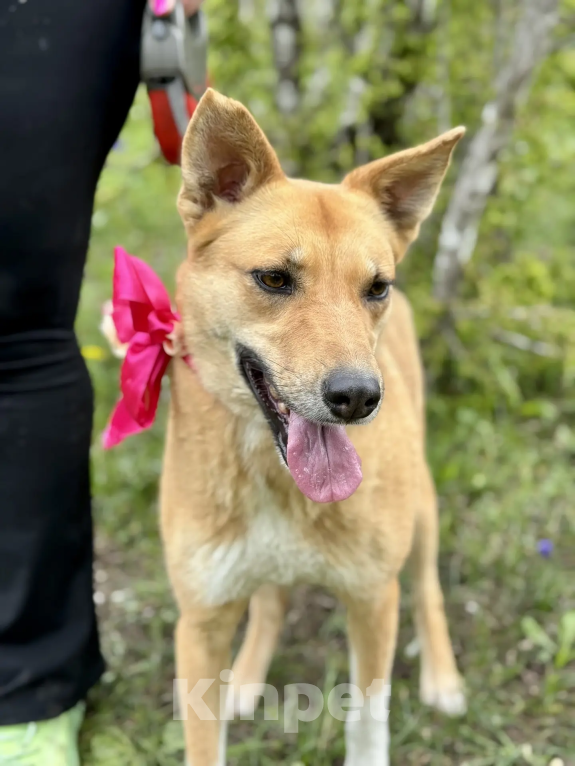 Собаки в Новороссийске: Милена ищет дом Девочка, 99 руб. - фото 2