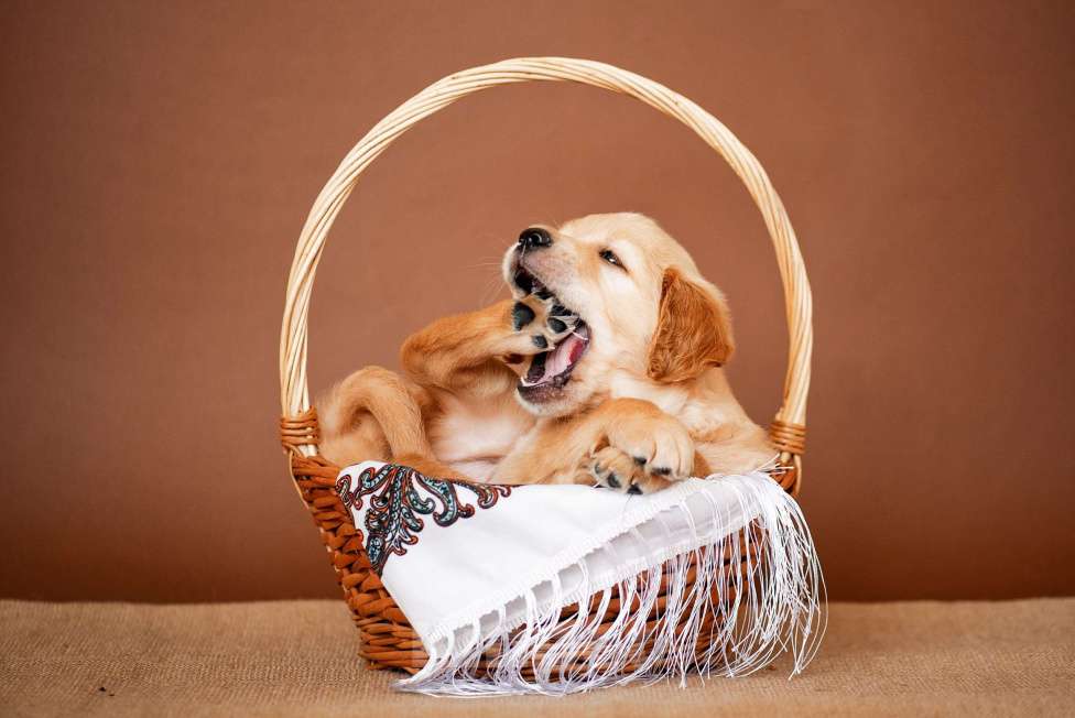 Собаки в Москве: щенки золотистого рнтривера Разнополые, Бесплатно - фото 3