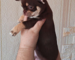 Собаки в Москве: Малыш чихуахуа Мальчик, 50 000 руб. - фото 2