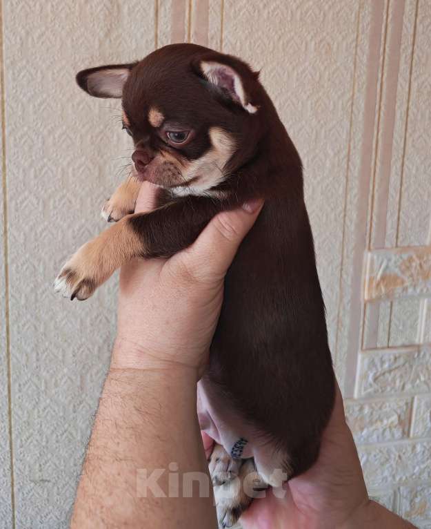 Собаки в Москве: Малыш чихуахуа Мальчик, 50 000 руб. - фото 2