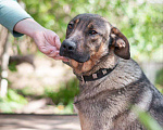 Собаки в Рязани: Хан - умный и благородный пёс Мальчик, Бесплатно - фото 4