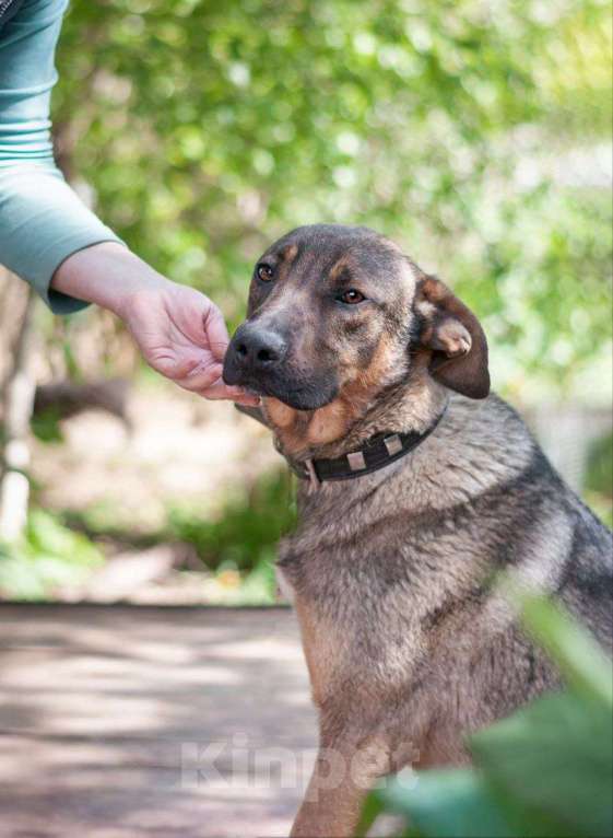 Собаки в Рязани: Хан - умный и благородный пёс Мальчик, Бесплатно - фото 4