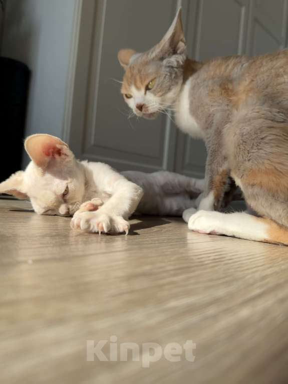 Кошки в Казани: Продаю милейших котят породы Девон Рекс. Девочка, 80 000 руб. - фото 7