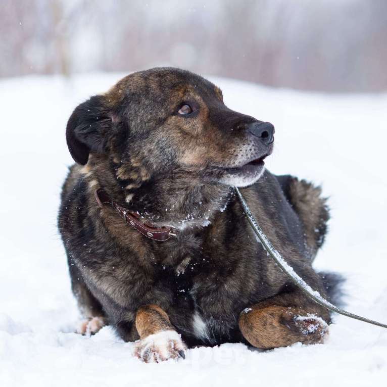 Собаки в Химках: Тиграш в самые лучшие руки Мальчик, Бесплатно - фото 3