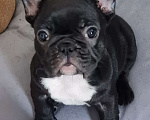 Собаки в Владивостоке: Очаровательная девочка французского бульдога Девочка, 75 000 руб. - фото 9