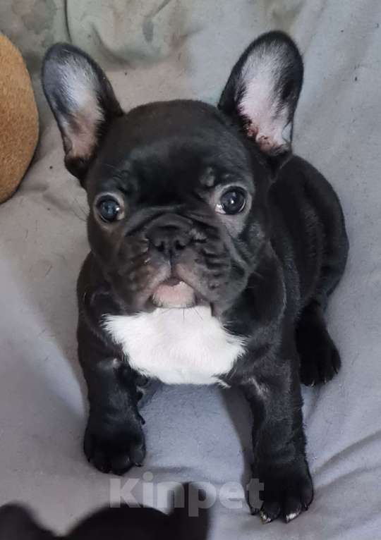 Собаки в Владивостоке: Очаровательная девочка французского бульдога Девочка, 75 000 руб. - фото 9