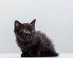Кошки в Москве: Котенок Наоми ищет дом  Девочка, Бесплатно - фото 4