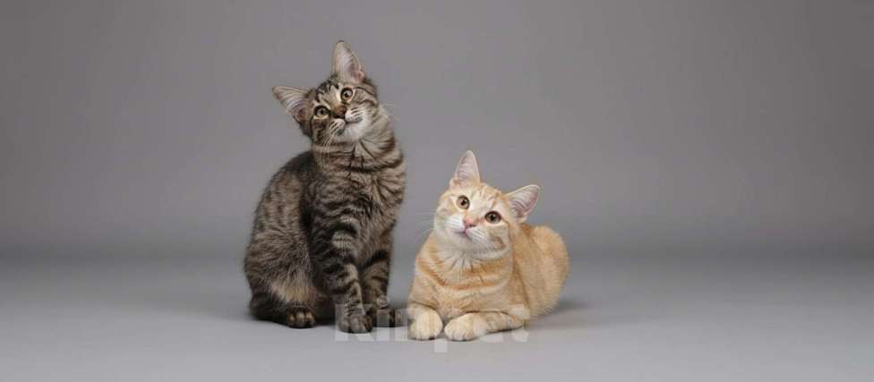 Кошки в Королеве: Котёнок Василий Мальчик, Бесплатно - фото 7