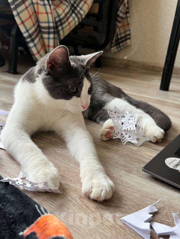 Кошки в Санкт-Петербурге: Котенок Томас ищет дом Мальчик, Бесплатно - фото 7