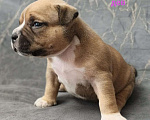 Собаки в Донецке: Бронирование щенков американский булли Мальчик, Бесплатно - фото 4