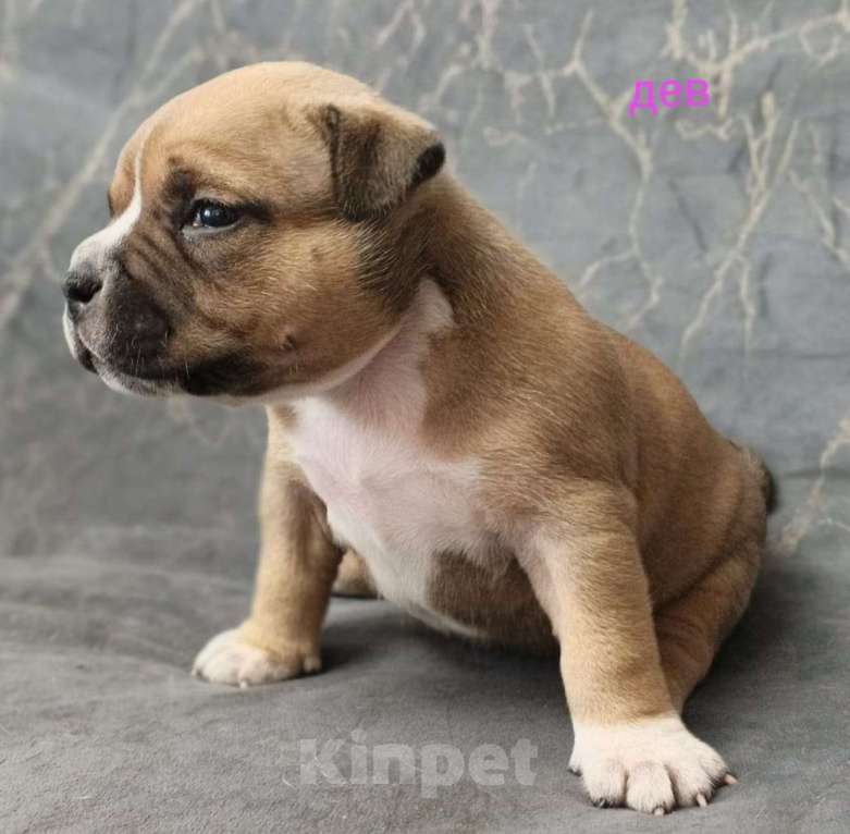 Собаки в Донецке: Бронирование щенков американский булли Мальчик, Бесплатно - фото 4