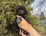 Собаки в Санкт-Петербурге: Той пудель мальчик Мальчик, 70 000 руб. - фото 3