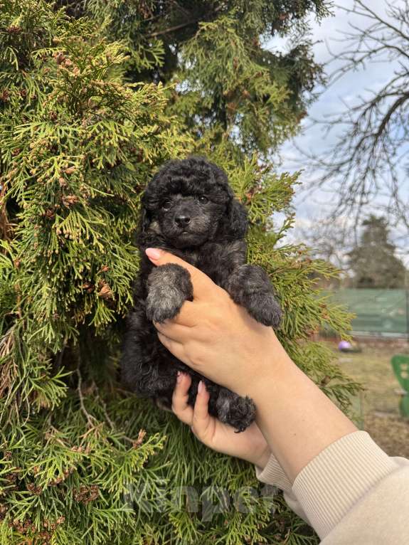 Собаки в Санкт-Петербурге: Той пудель мальчик Мальчик, 70 000 руб. - фото 3
