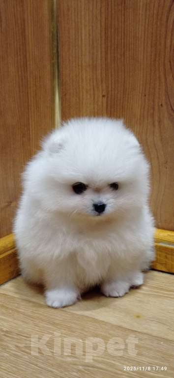 Собаки в Москве: Белоснежные померанский шпиц мишки с документами Мальчик, 60 000 руб. - фото 2