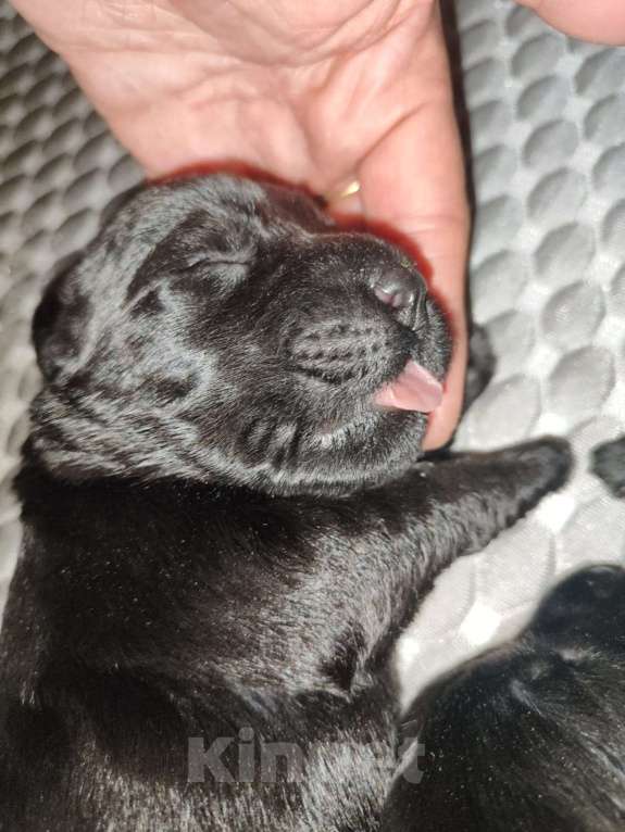 Собаки в других городах Башкортостана: Ризеншнауцер Девочка, Бесплатно - фото 8