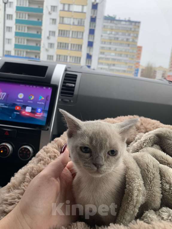 Кошки в Котельнике: Бурманский котенок Девочка, 40 000 руб. - фото 3