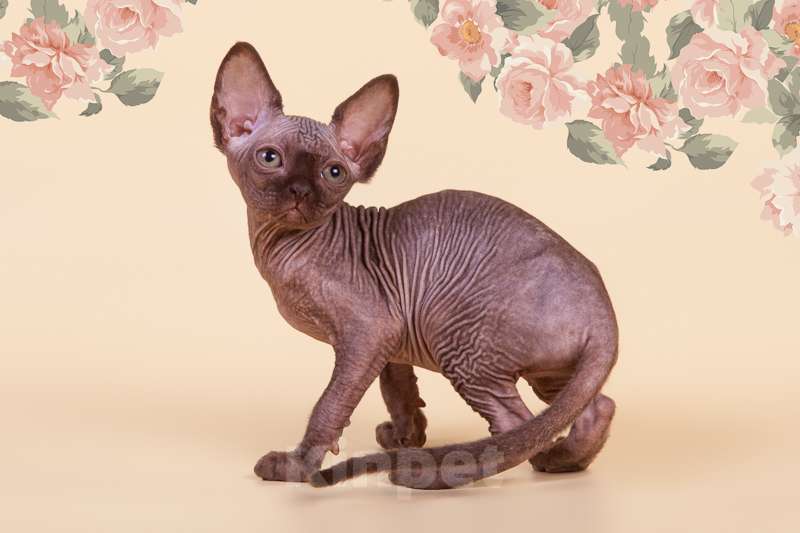 Кошки в Москве: Питомник Скорпион предлагает котят. Мальчик, Бесплатно - фото 3