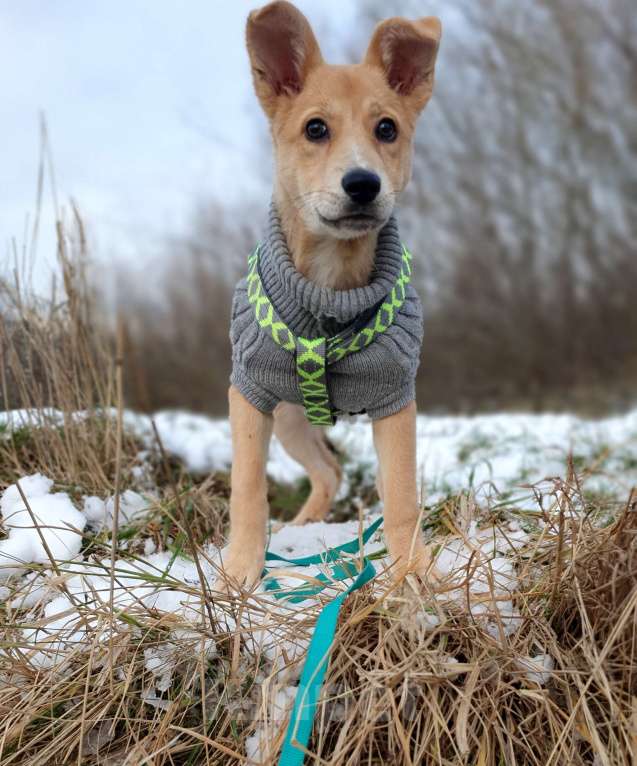 Собаки в Москве: Небольшая девочка щенок Девочка, Бесплатно - фото 2