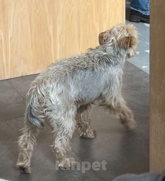 Собаки в Истре: Пропал йорк истра Мальчик, Бесплатно - фото 2