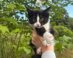 Кошки в Сосновом Бору: Котенок Мальчик, Бесплатно - фото 5