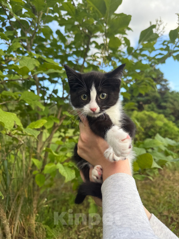 Кошки в Сосновом Бору: Котенок Мальчик, Бесплатно - фото 5