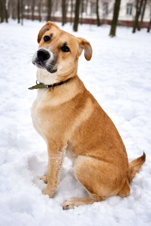 Собаки в Москве: Кабачок 7 месяцев ищет дом Мальчик, Бесплатно - фото 6