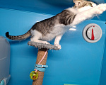 Кошки в Санкт-Петербурге: Очень нужен дом!! Котята 3 мес. Разнополые, Бесплатно - фото 3