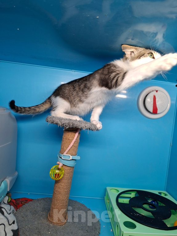 Кошки в Санкт-Петербурге: Очень нужен дом!! Котята 3 мес. Разнополые, Бесплатно - фото 3