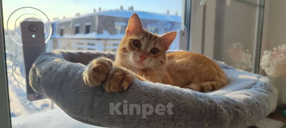 Кошки в Королеве: Котёнок рыжий девочка Девочка, 13 руб. - фото 2