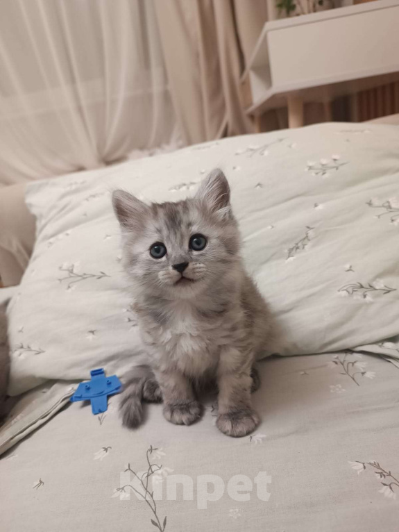 Кошки в Москве: Котенок Луна Девочка, Бесплатно - фото 2