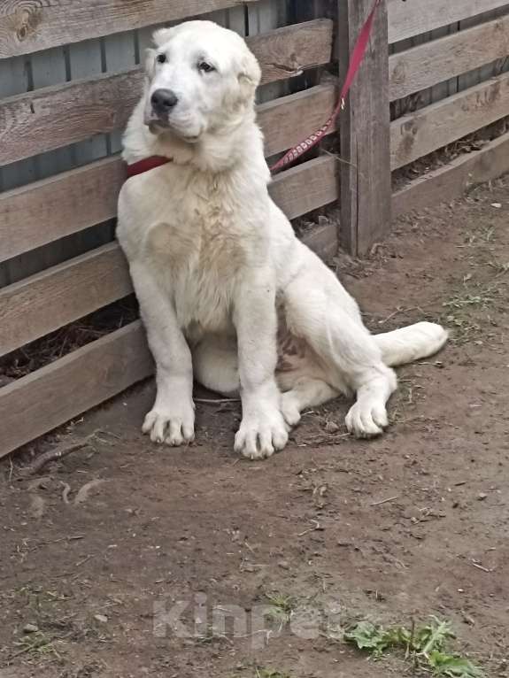 Собаки в Екатеринбурге: Представлю щенка Мальчик, 70 000 руб. - фото 5