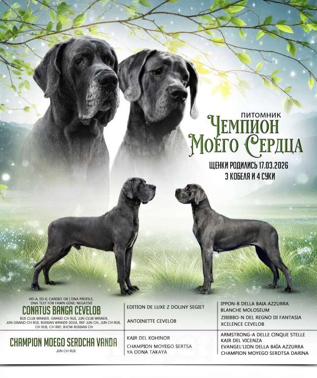 Собаки в Нижнем Новгороде: Немецкий Дог Чемпион Моего Сердца (Розовая лента) Девочка, 100 000 руб. - фото 2