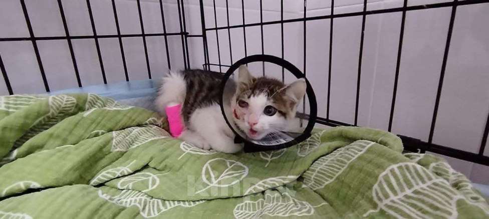 Кошки в Москве: Лапка. Лапочка. Лапушка. Девочка, Бесплатно - фото 9