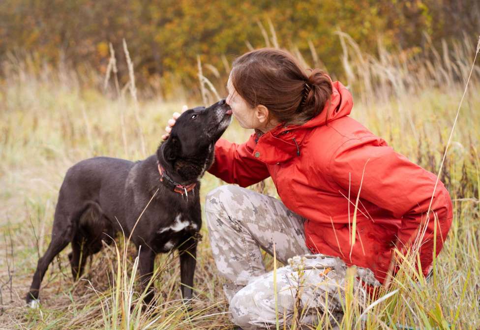 Собаки в Москве: Собака из приюта ищет дом Девочка, Бесплатно - фото 6