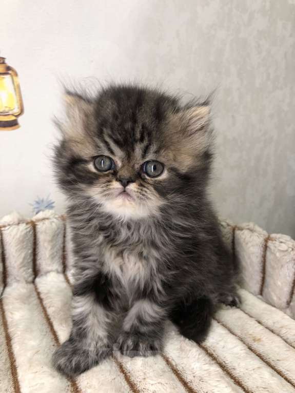 Кошки в Москве: Персидский котенок Девочка, 28 000 руб. - фото 7