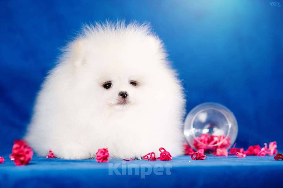 Собаки в Москве: Мальчик бело кремовый Мальчик, 85 000 руб. - фото 6