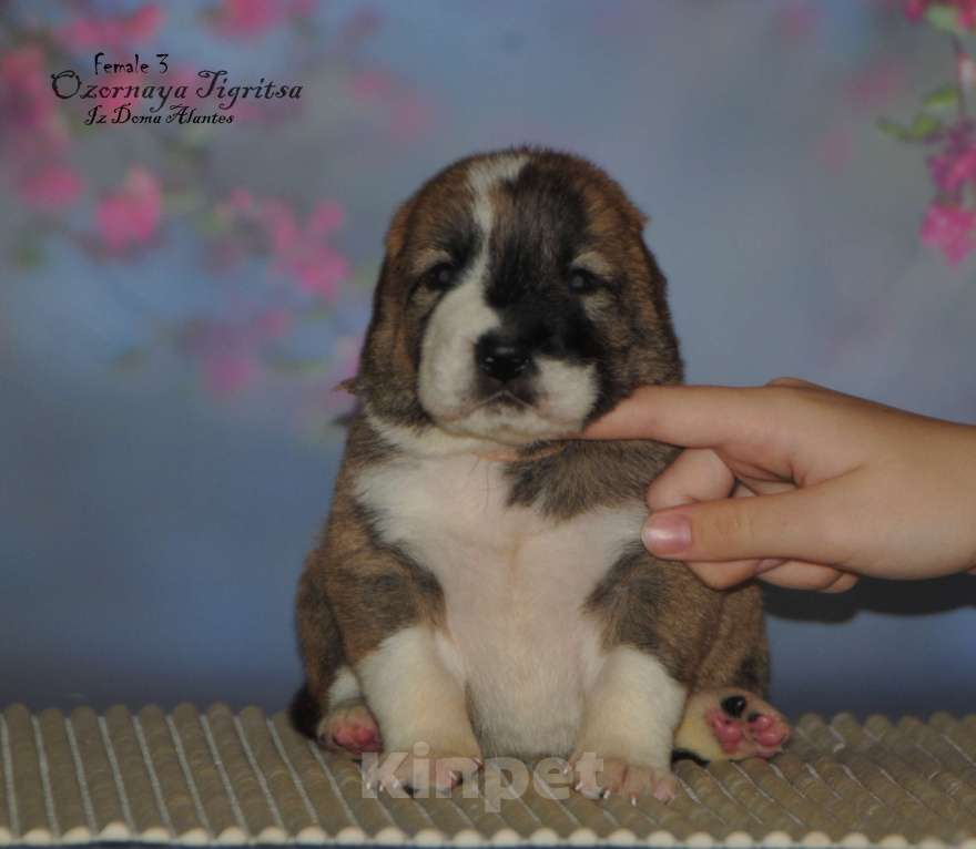 Собаки в Саратове: Щенок сао Девочка, Бесплатно - фото 2