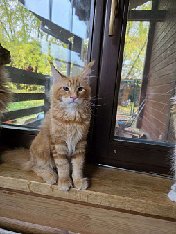 Мейн-кун котенок мальчик крупный 