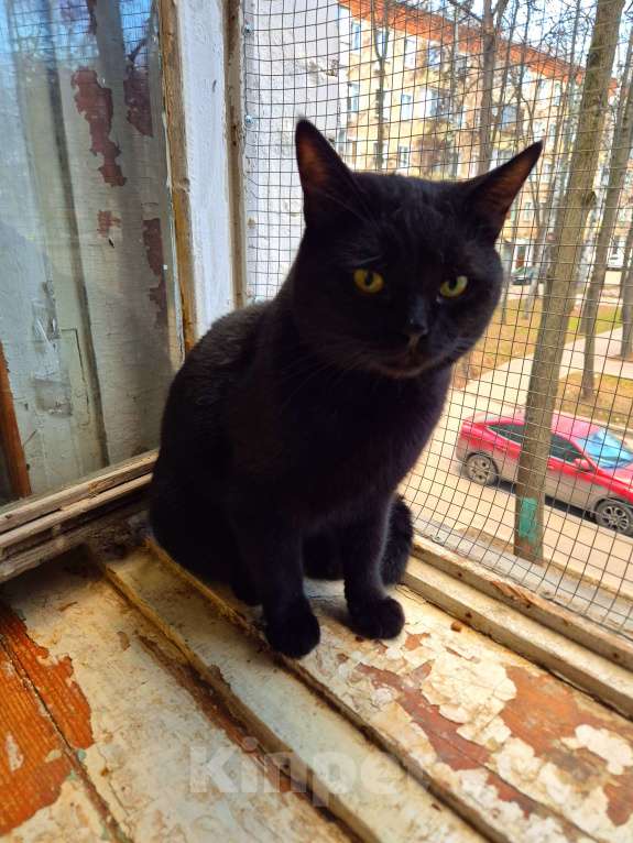 Кошки в Москве: Милош попал в передрягу Мальчик, Бесплатно - фото 1