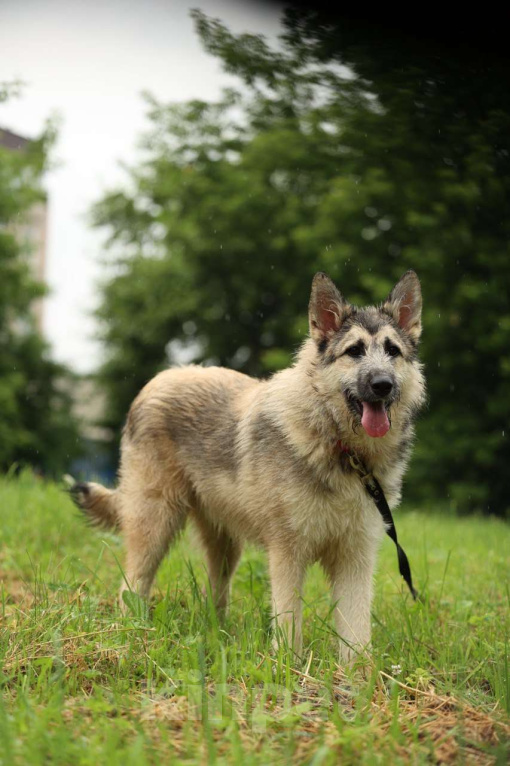 Собаки в Москве: Собака бесплатно Москва Мальчик, Бесплатно - фото 3