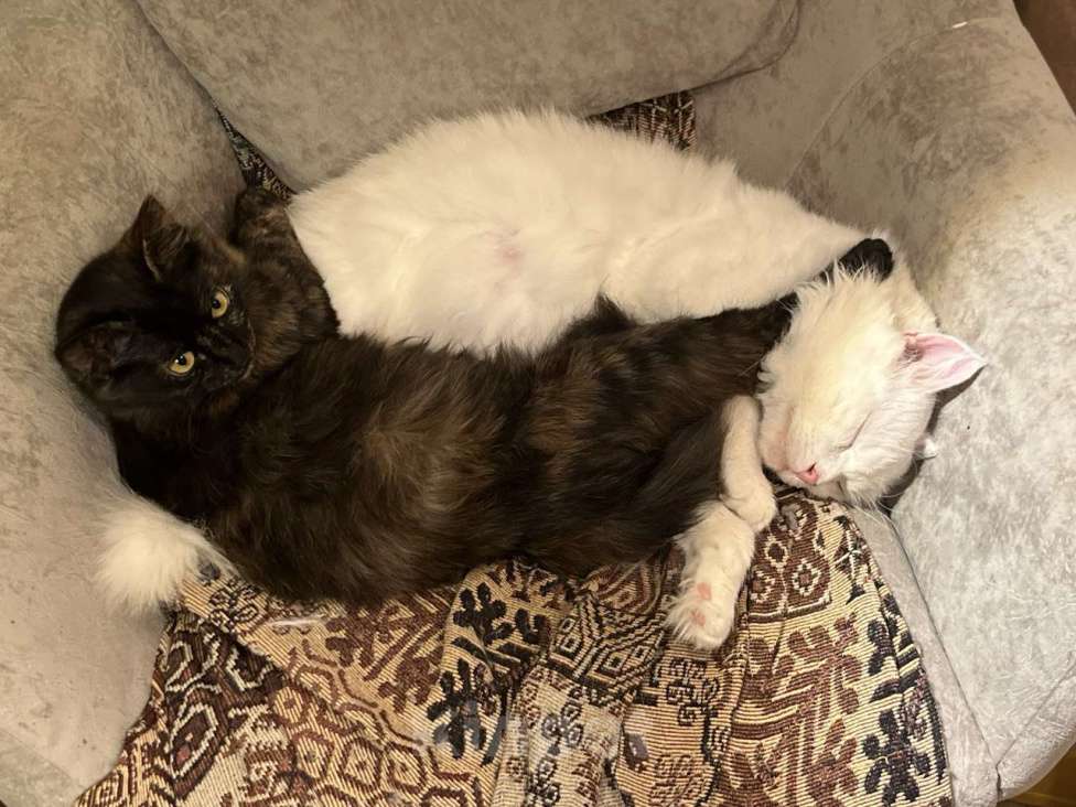 Кошки в Москве: Котенок Сильва в добрые руки, 7 мес. Девочка, Бесплатно - фото 5