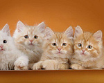 Кошки в Болхове: Сибирские котята, 40 руб. - фото 2