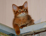 Кошки в Ливны: Сомалийский котенок, 35 000 руб. - фото 4