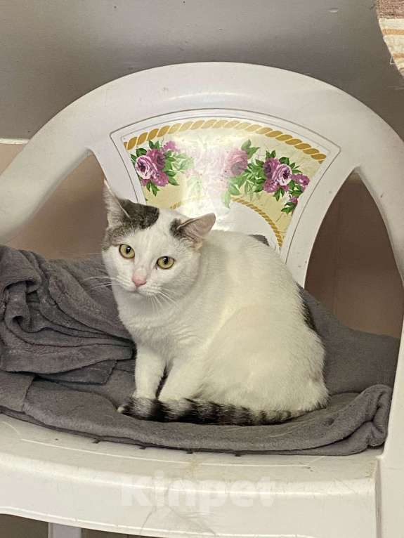 Кошки в Вологде: Паинька Девочка, Бесплатно - фото 4